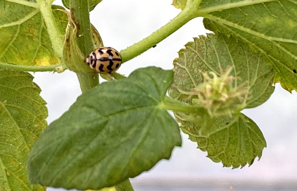 การใช้แมลงเพื่อควบคุมศัตรูพืช – ตัวห้ำตัวเบียน